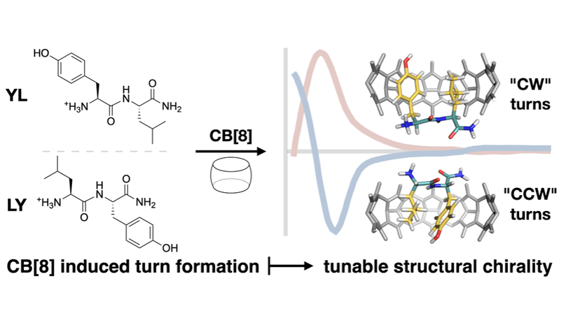 Host–Guest Induced Peptide Folding with Sequence-Specific Structural Chirality