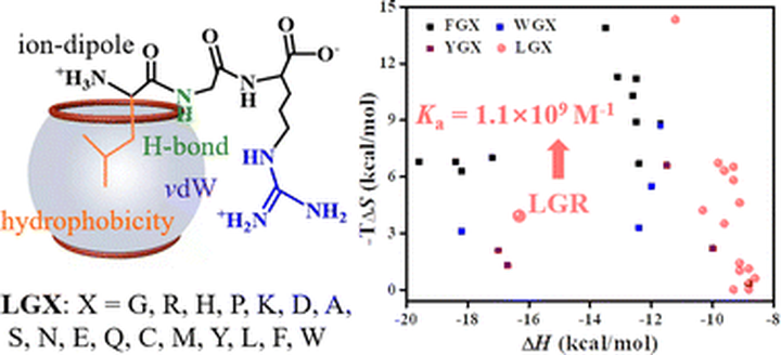Theoretical prediction of nanomolar and sequence-selective binding of synthetic supramolecular cucurbit[7]uril to N-terminal Leu-containing tripeptides