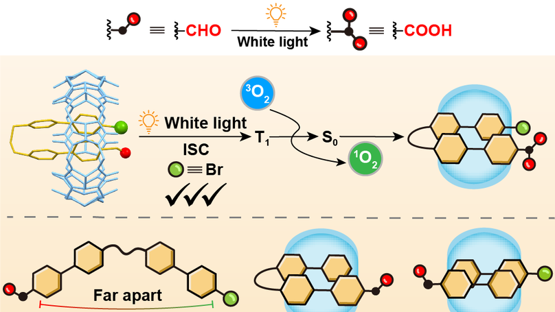 Supramolecular Predisposition Promotes Intramolecular Heavy-Atom Effects for Self-Sensitized Oxidation